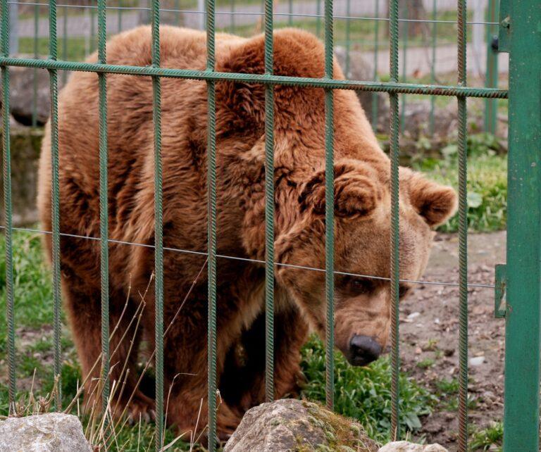 Aglomerație la Grădina Zoologică din Oradea. Oamenii au venit să vadă ursul ieșind din bârlog