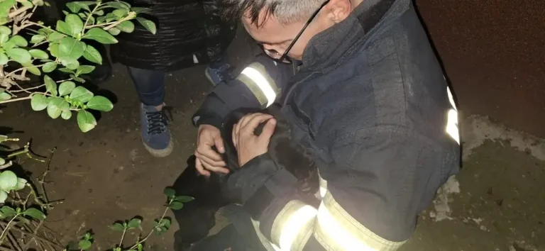 Un cățel blocat în gard a fost salvat de pompierii orădeni