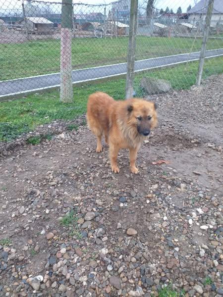 Peste 500 de câini au fost adoptați la Adăpostul Grivei din Oradea