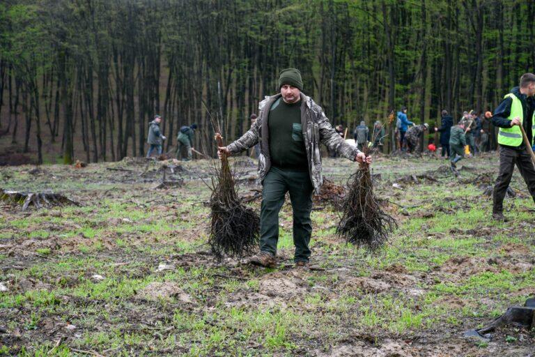 200 de hectare de păduri noi, în Bihor. Consiliul Județean a lansat licitația