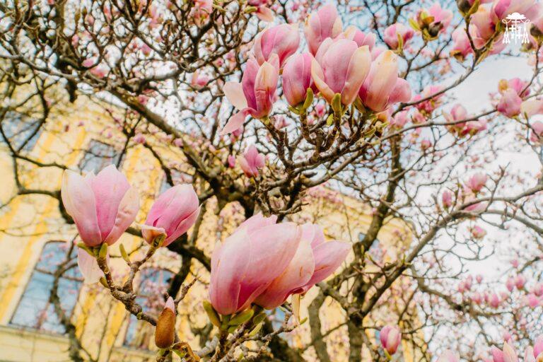 Primăvara renaște în grădina Palatului Episcopal din Oradea. Magnoliile, vedetele anotimpului. Vezi activitățile pentru copii!