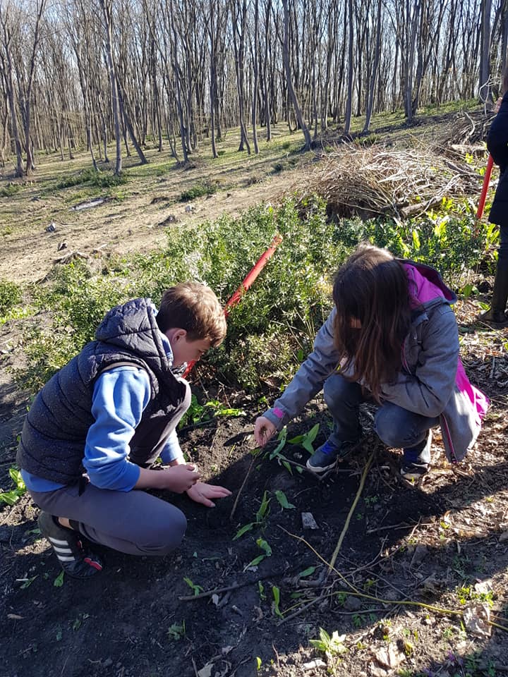 Acțiuni de împădurire în județul Bihor: „Luna plantării arborilor” și „Plantăm speranță”