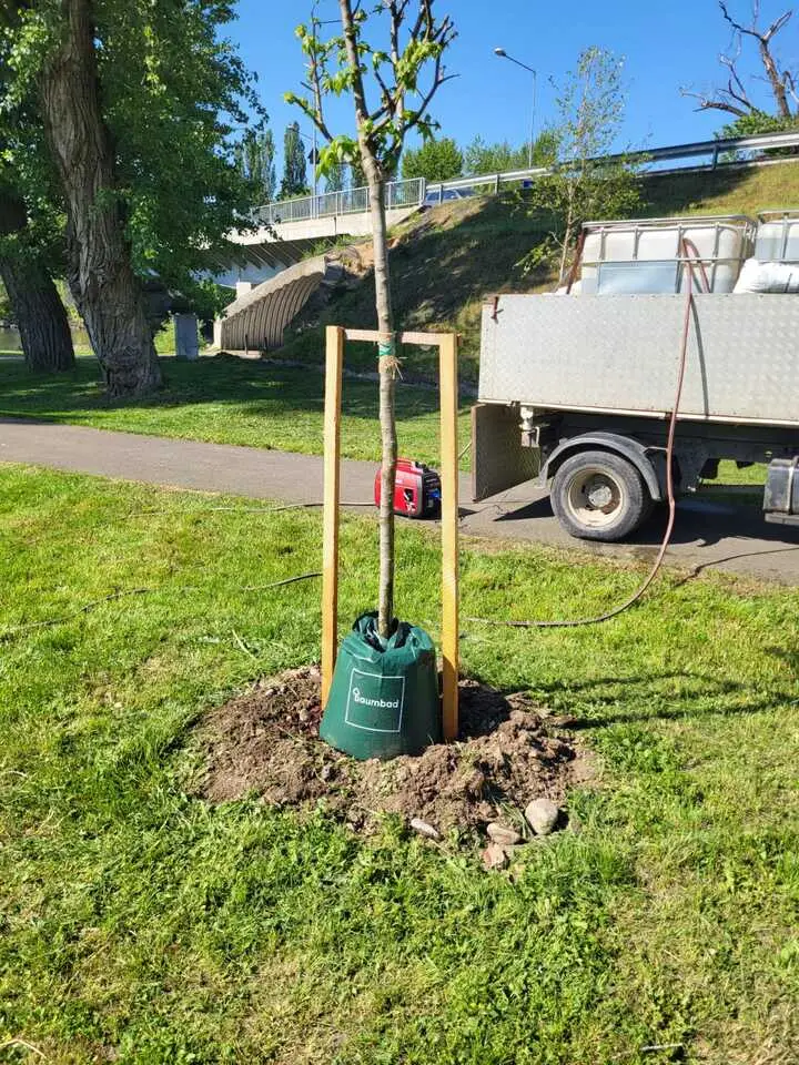 S-au montat sacii de udare la arborii nou plantați