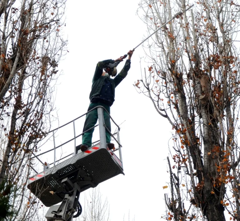 Lucrări de toaletare și doborâre arbori în perioada 10–13 iunie 2025