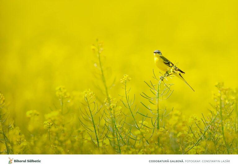 „Bihorul Sălbatic” – locul unde natura îți iese în cale mai des decât ai crede