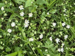 flori betfia (1)
