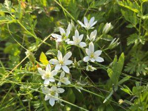 flori betfia (3)