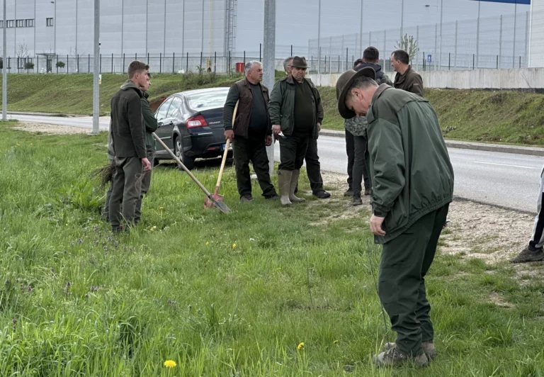 2.100 de puieți de salcâm, plantați în două zone ale Oradiei
