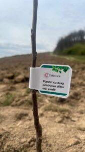 plantare puieti ineu padure (10)