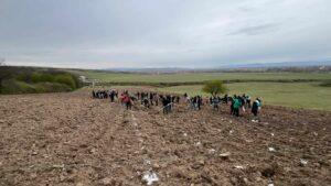 plantare puieti ineu padure (2)