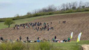 plantare puieti ineu padure (22)