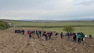 plantare puieti ineu padure (23)