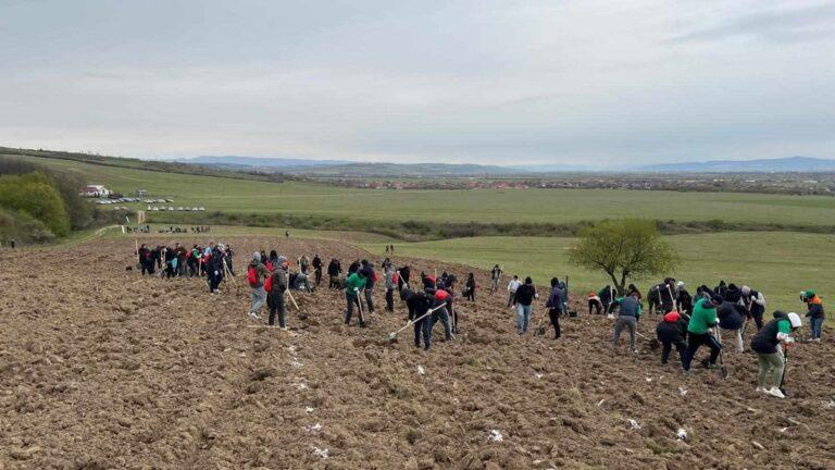 O nouă pădure pentru viitor. 5.000 de puieți au fost plantați la Ineu