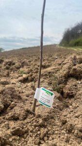 plantare puieti ineu padure (25)