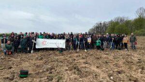 plantare puieti ineu padure (26)