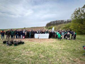 plantare puieti ineu padure (3)