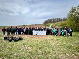 plantare puieti ineu padure (4)
