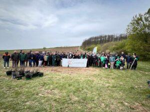 plantare puieti ineu padure (6)