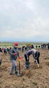 plantare puieti ineu padure (8)