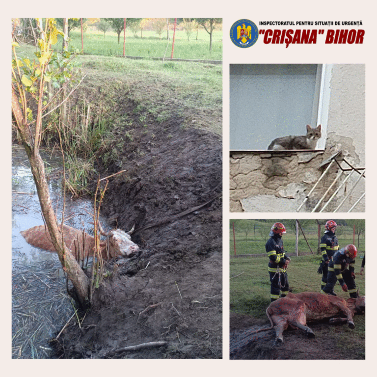 Peste 30 de animale, salvate de pompierii bihoreni