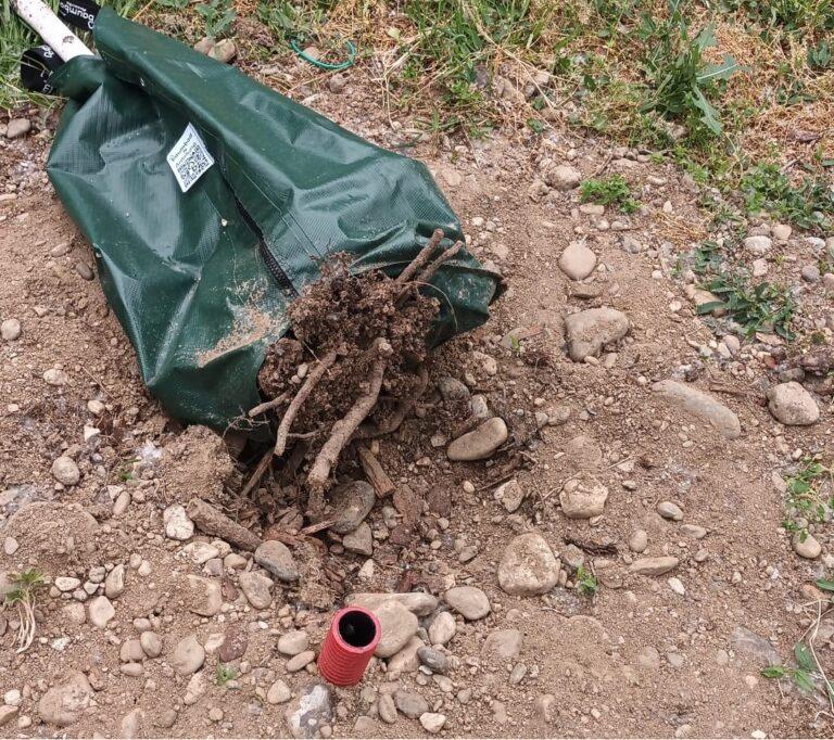 Arborii tineri, vandalizați în urma petrecerilor de 1 Mai în zona Silvaș