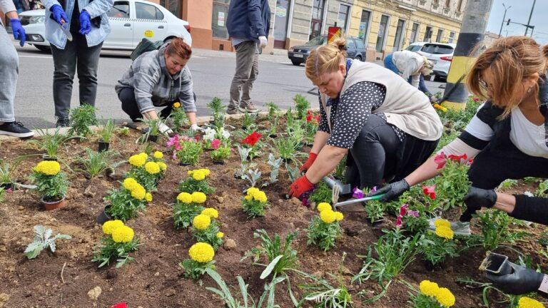 5600 de flori au fost plantate de angajații Primăriei Oradea în zona Centrului Civic
