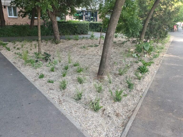 Bulevardul Decebal înflorește. 11.240 de plante perene și 60.000 de bulbi schimbă fața orașului
