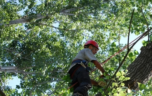 Noi lucrări de toaletare și doborât arbori în mai multe zone din Oradea