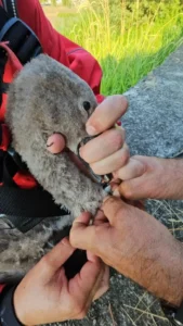 Pui de lebădă salvat de pompierii orădeni-02 FOTO: ISU Crișana