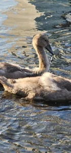 Pui de lebădă salvat de pompierii orădeni-03 FOTO: ISU Crișana
