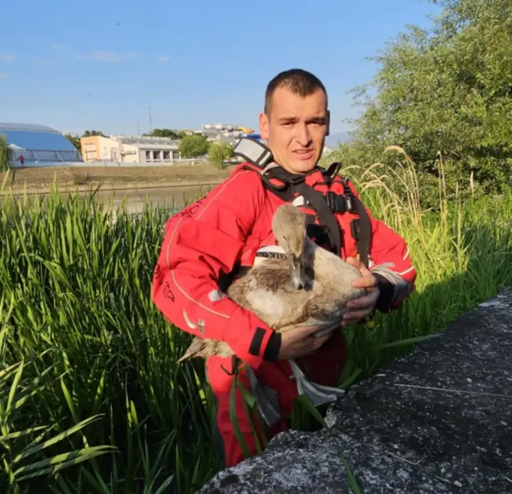 Pui de lebădă salvat de pompierii orădeni