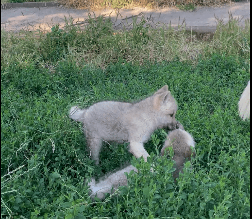 Premieră națională la Zoo Oradea. S-au născut doi pui de lup arctic