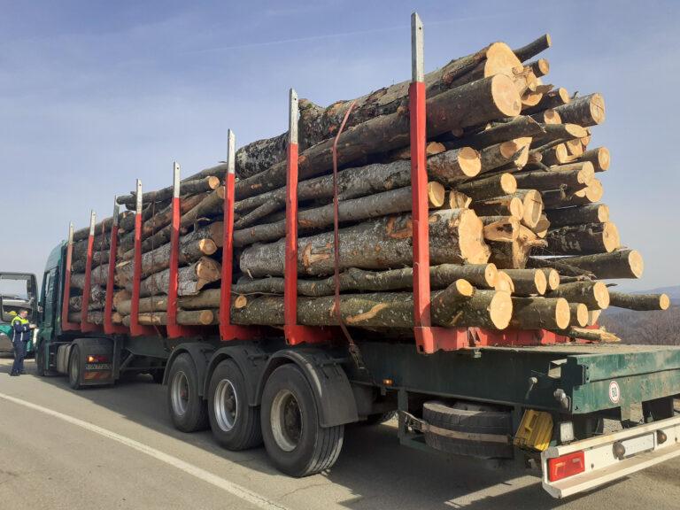 Lemn tăiat ilegal în Bihor. Un bărbat a fost reținut de polițiști