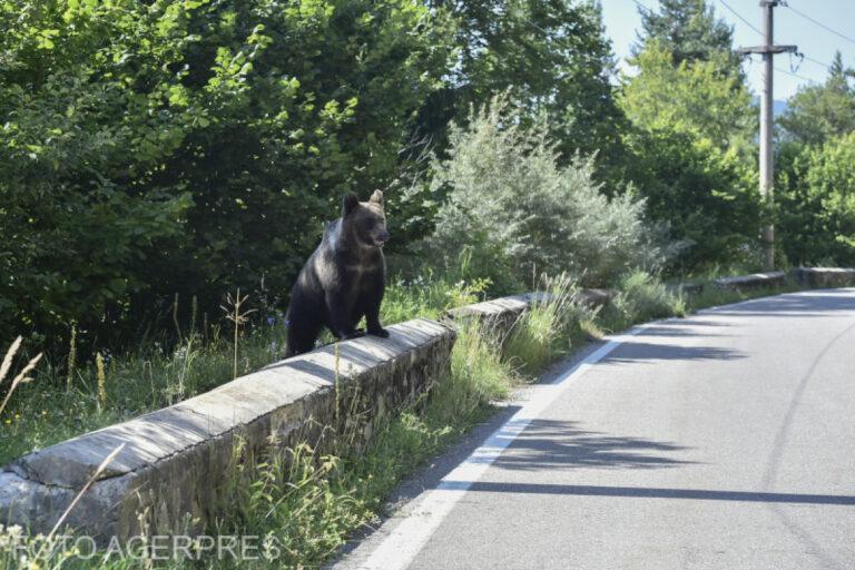 Motociclist ucis de o ursoaică cu pui pe Transfăgărășan. Acesta a fost târât într-o râpă, aproximativ 60 de metri