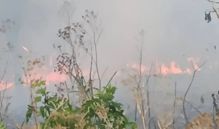 Incendii de vegetație uscată, în Zona Industrială din Oradea și în localitatea Dumbrava
