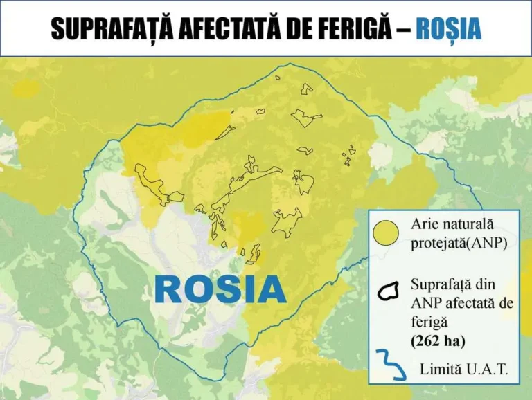 Licitație lansată pentru combaterea ferigii