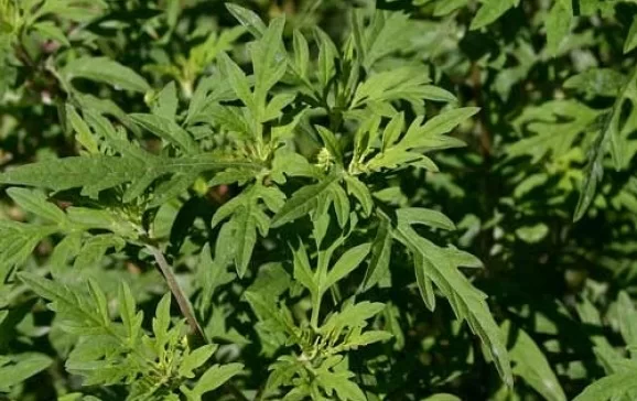 Prefectura Bihor avertizează: proprietarii de terenuri riscă amenzi usturătoare dacă nu combat ambrozia!