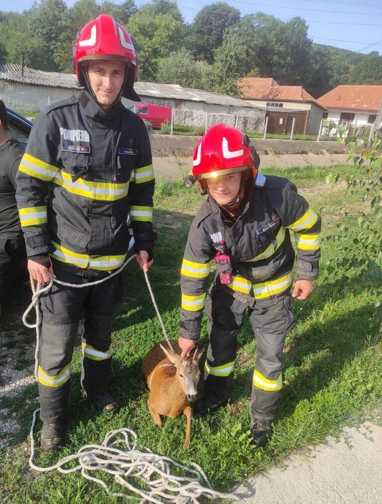 Căprior salvat de pompieri în localitatea Josani