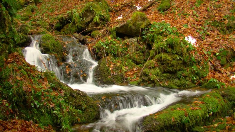 Foto: Pădurea Craiului