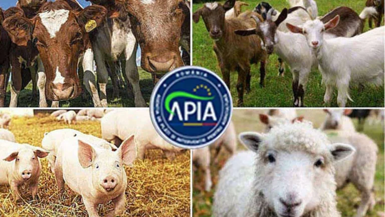 APIA primește cererile de plată pentru ajutorul de stat în sectorul creșterii animalelor