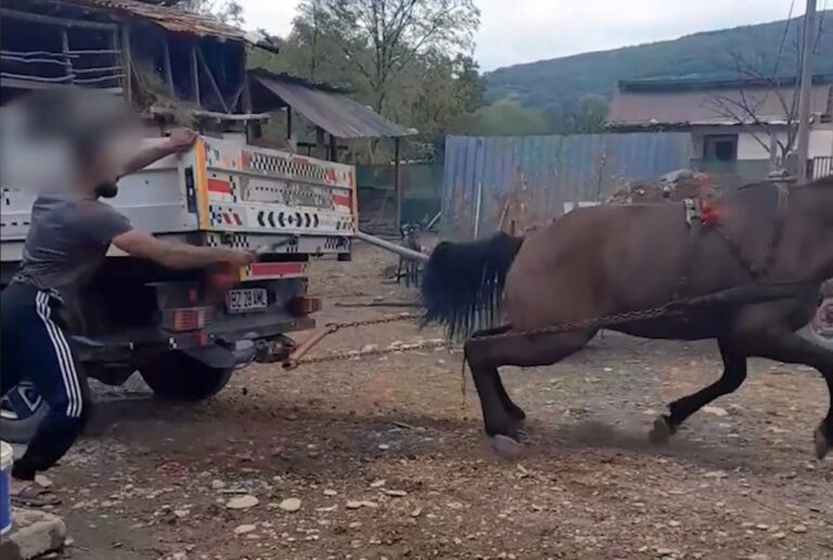 Bărbat din Bihor reținut după ce a schingiuit un cal și a postat imaginile pe o rețea socială