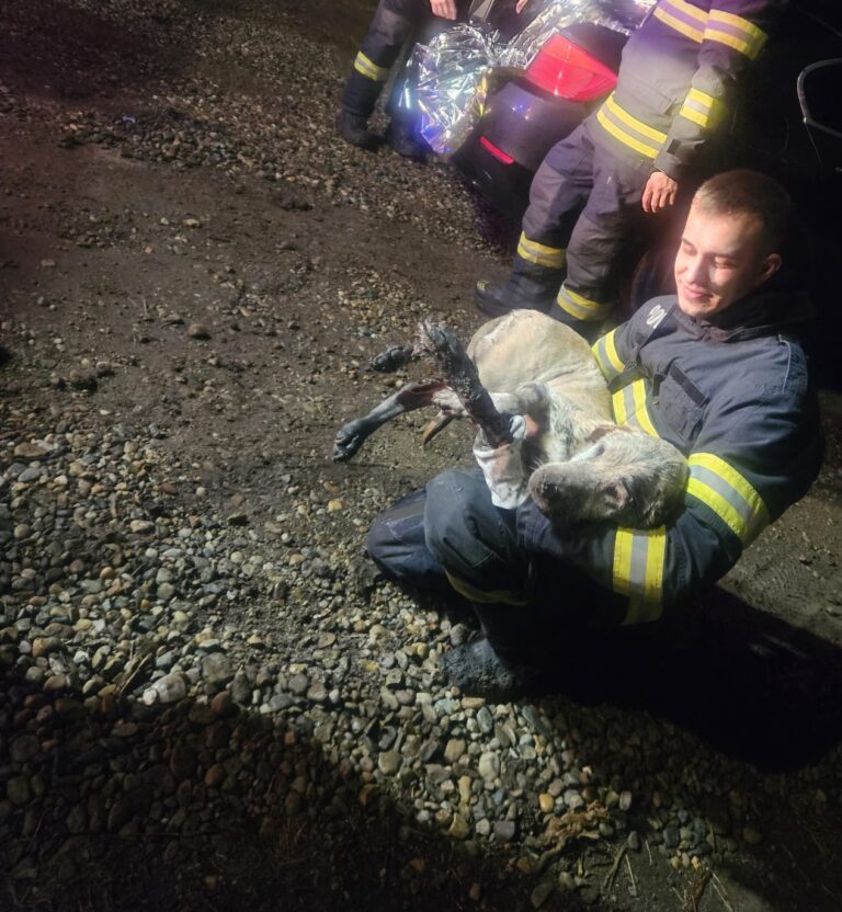 Pompierii orădeni au salvat un câine căzut într-un canal din Sântandrei