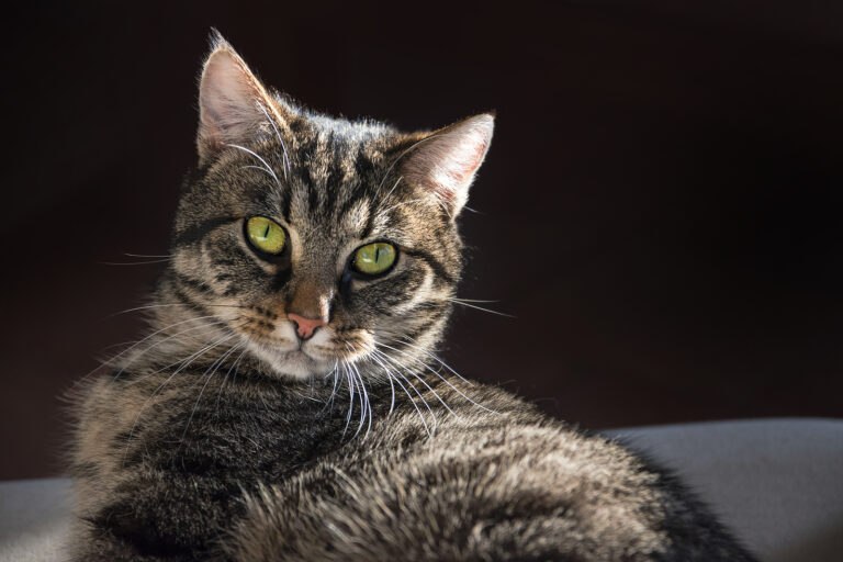 Bărbat reținut de polițiștii de la Protecția Animalelor, după ce ar fi maltratat o pisică în Oradea