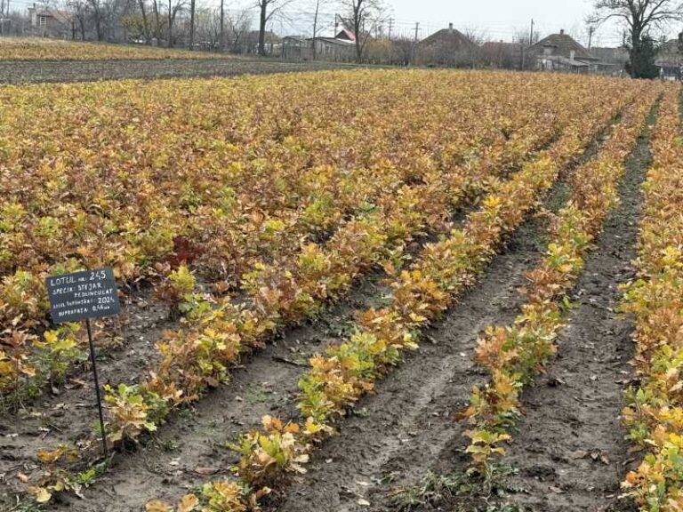 Pepiniera silvică din Săcueni, complet modernizată cu fonduri PNRR. Producție de un milion de puieți pe an