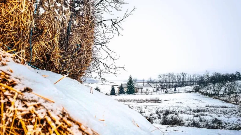 Iarnă adevărată în satul Orvișele, comuna Brusturi, Bihor