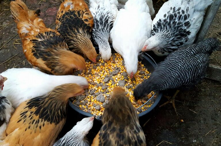 Bani pentru fermierii din Bihor. APIA dă startul cererilor pentru bunăstarea animalelor