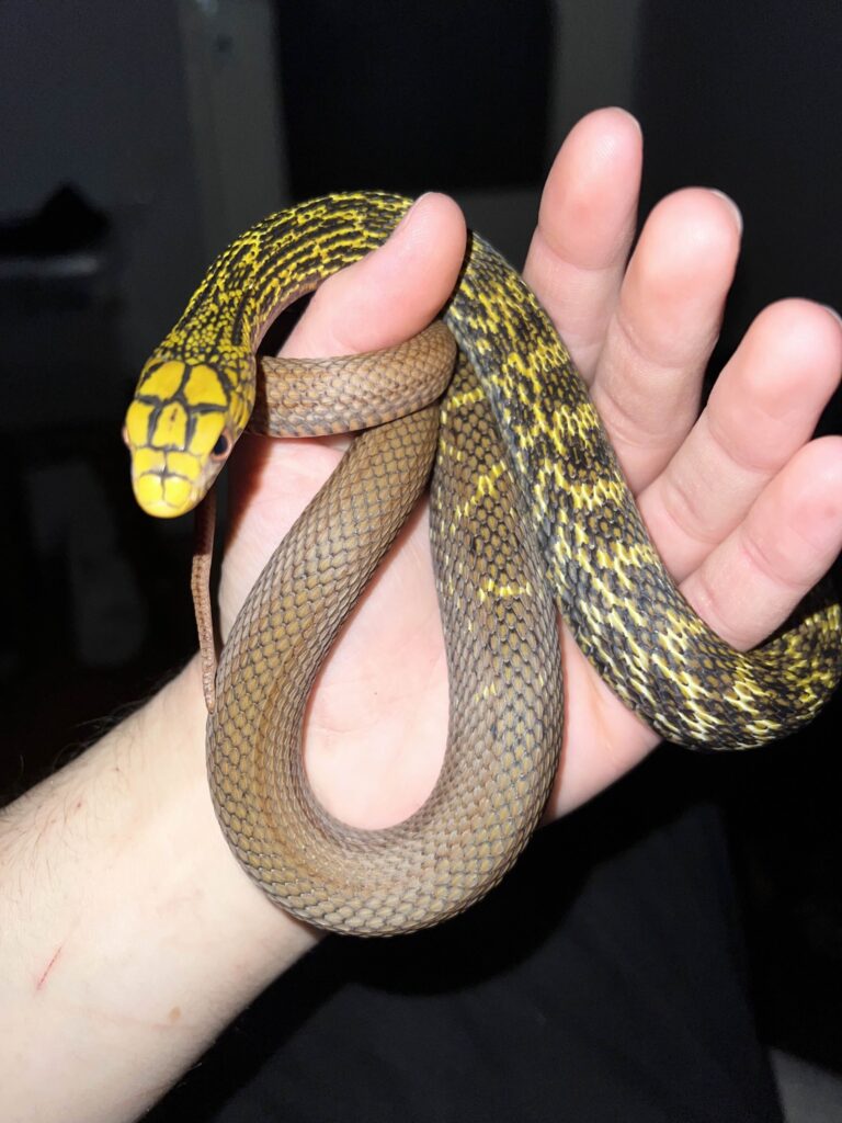 Foto: Garda de Mediu Bihor