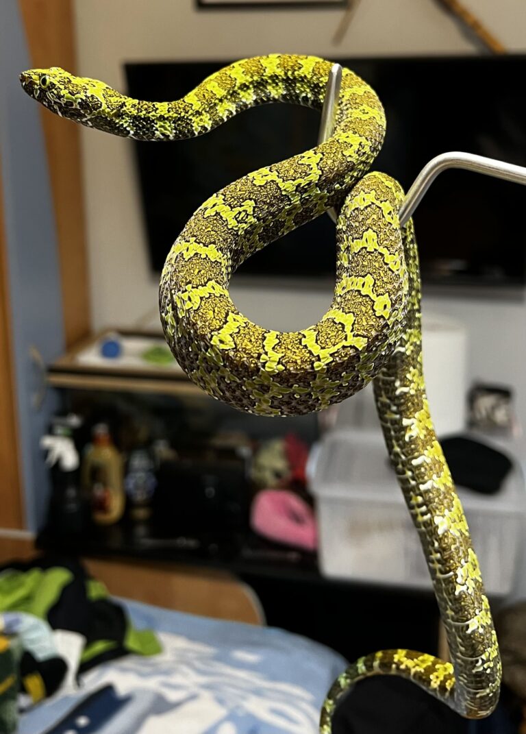 Șocant! Crescătorie ilegală de reptile, descoperită într-un apartament din Ștei. Majoritatea, specii protejate (FOTO)