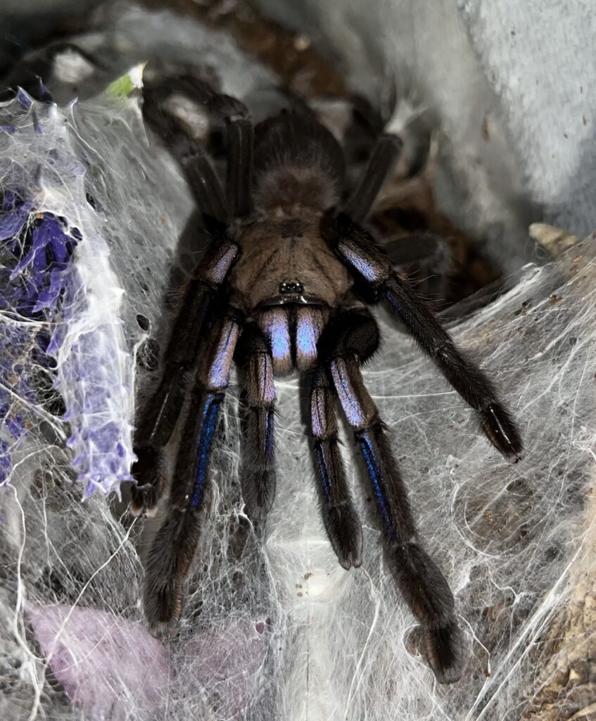 Foto: Garda de Mediu Bihor