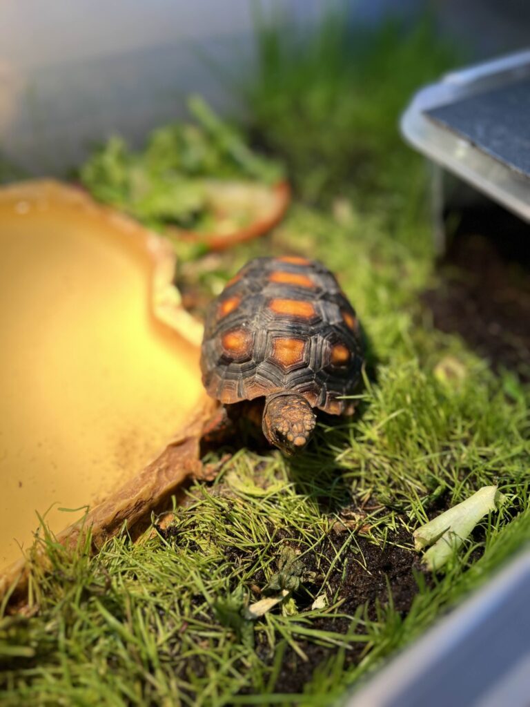 Foto: Garda de Mediu Bihor